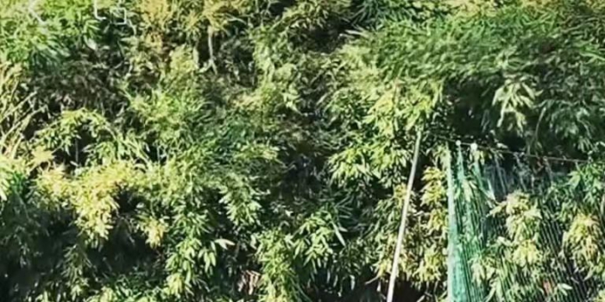 舞 影 / 邓坚才