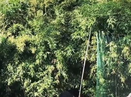 舞 影 / 邓坚才