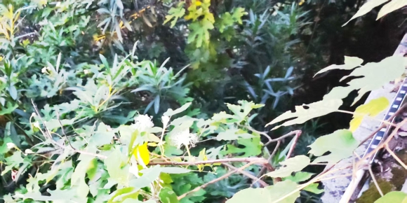 金银花 / 邓坚才
