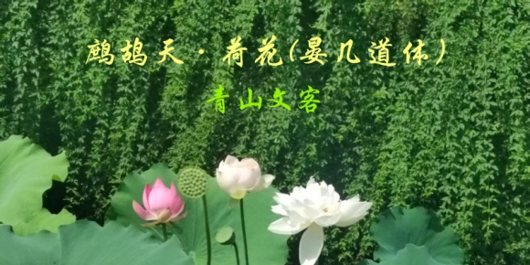 鹧鸪天·荷花(晏几道体）/  青山文客