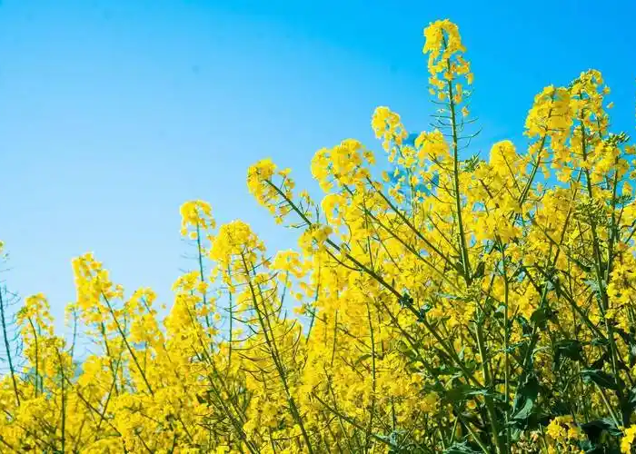 油菜花.png