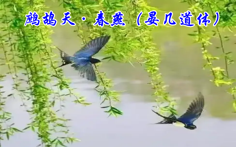 鹧鸪天.png