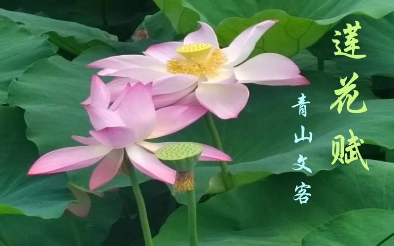 莲花赋.jpg