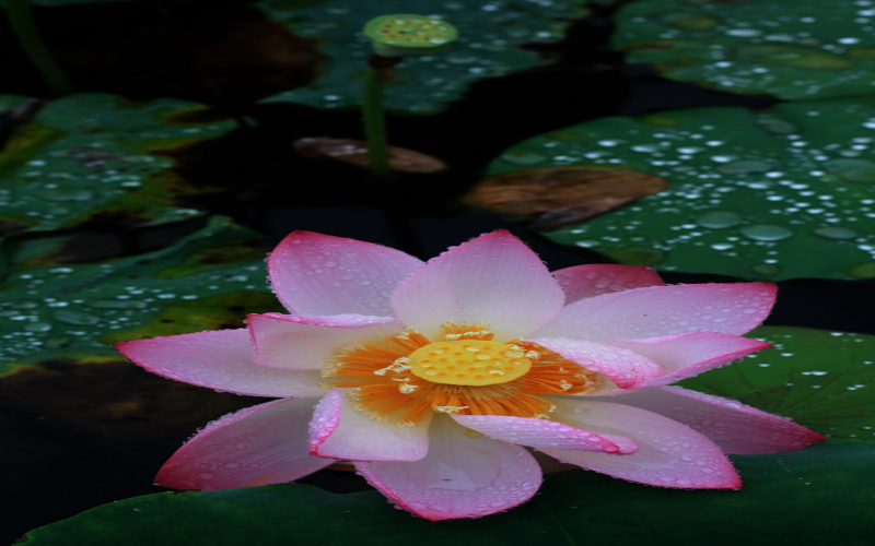 雨荷1.png