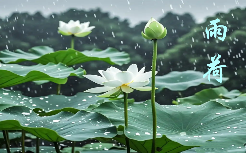 雨荷.png