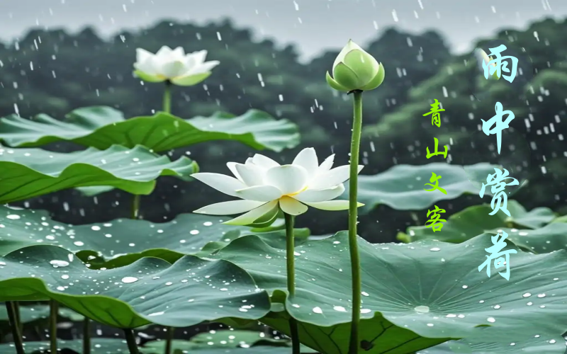 雨荷.png