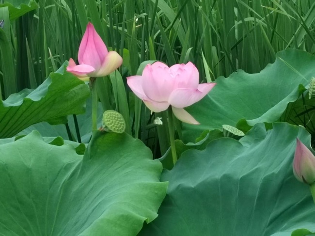 荷花.jpg