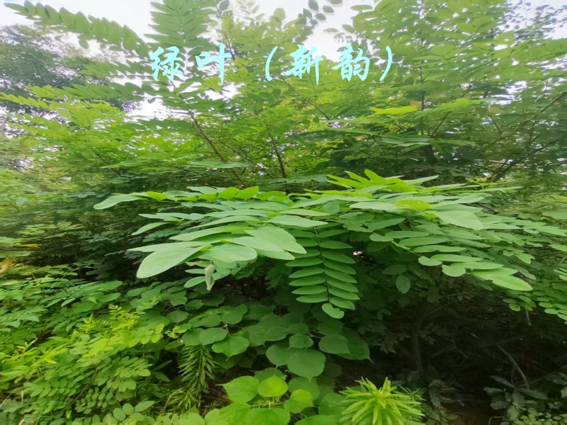 微信图片_20250627211816.jpg