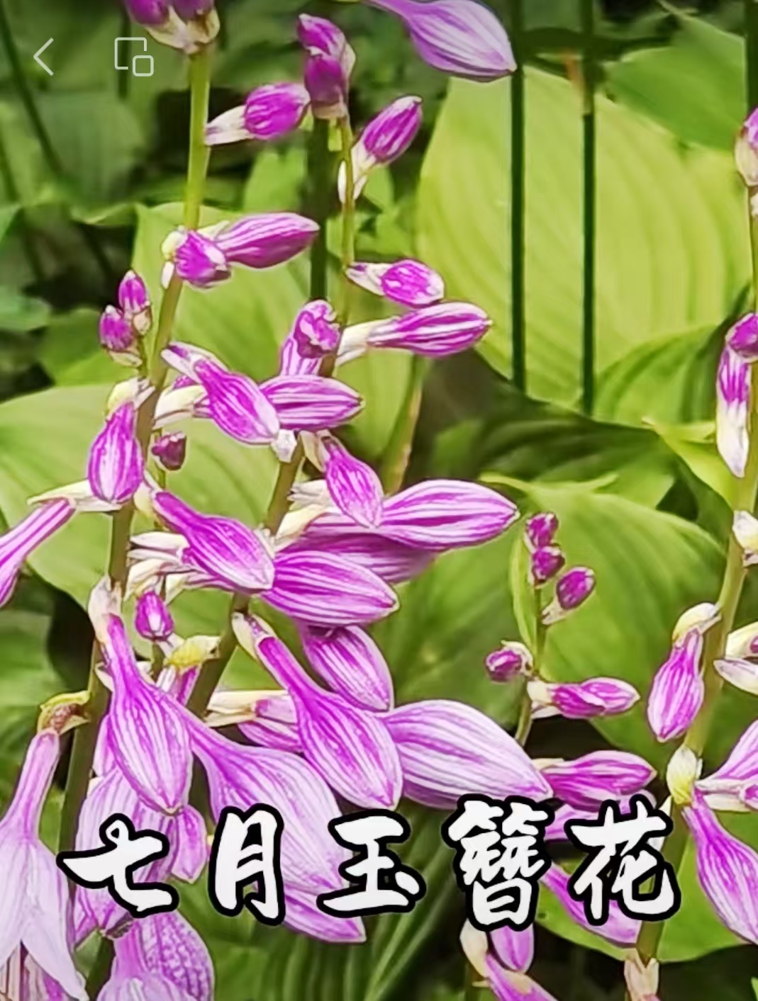 邓坚才.jpg