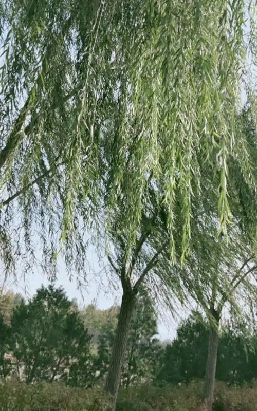 柳.png