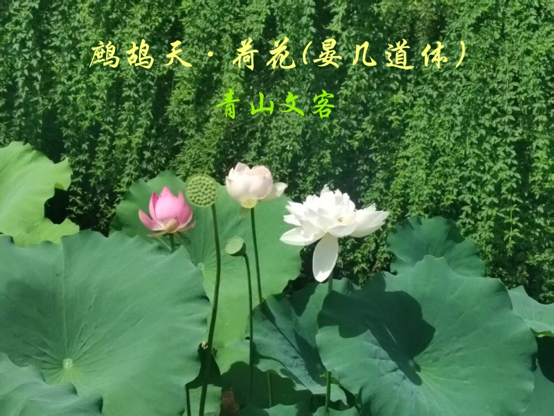 鹧鸪天·荷花(晏几道体）/  青山文客